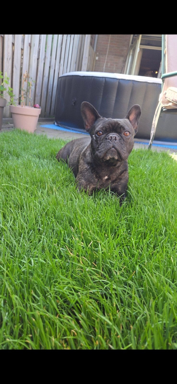 Franse bulldog zoekt gouden mandje, 6 jaar of ouder, Reu, Bulldog, Eén hond