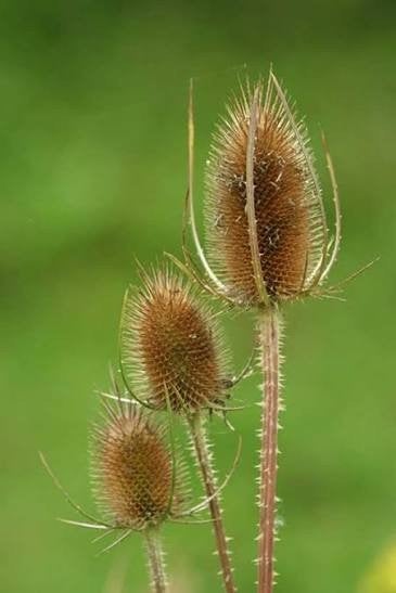 Grote Kaardebol - Inheemse Bijenplant (planten/zaden), Overige soorten, Volle zon, Ophalen of Verzenden, Tweejarig