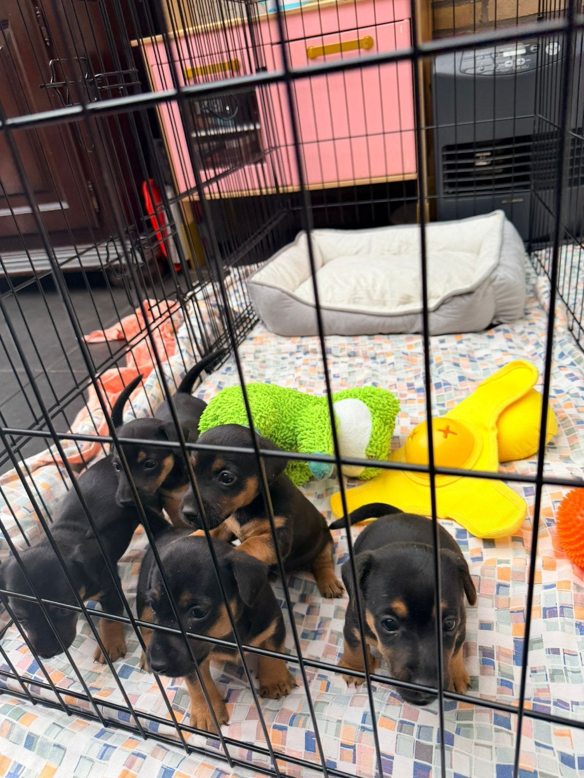 Jack russel pups black and tan, Dieren en Toebehoren, Honden | Jack Russells en Terriërs, Parvo, Jack Russell Terriër, 8 tot 15 weken