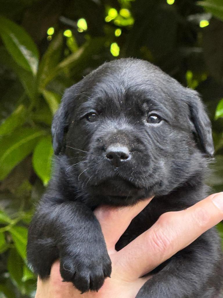 Zwarte Labrador pups, stamboom, sociale voll. geteste ouders, Parvo, 8 tot 15 weken, Labrador retriever, Meerdere