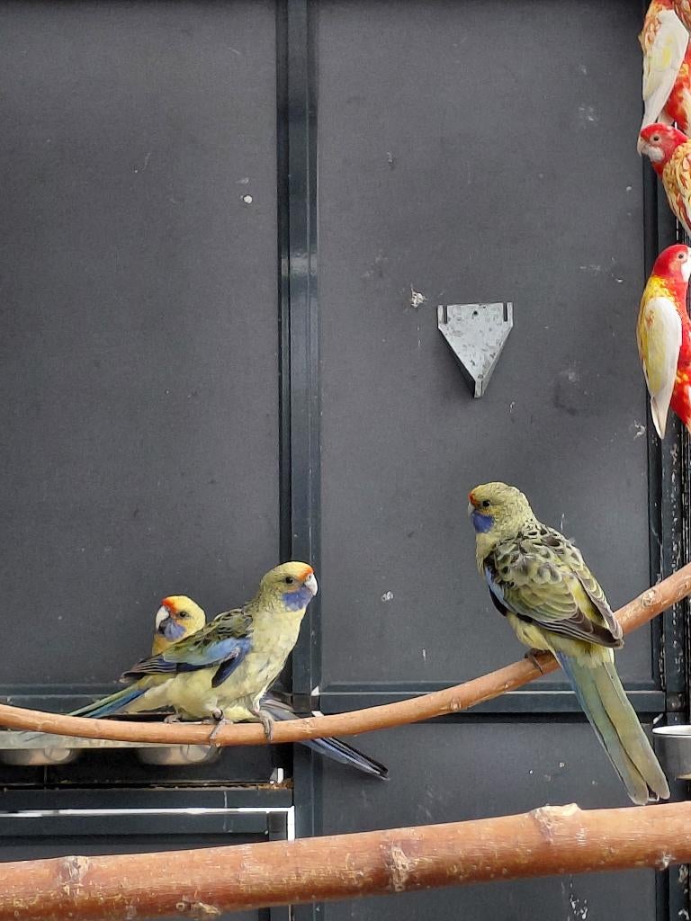 Strogele Rosella l Jonge pop, Dieren en Toebehoren, Vogels | Parkieten en Papegaaien, Parkiet, Vrouwelijk, Geringd