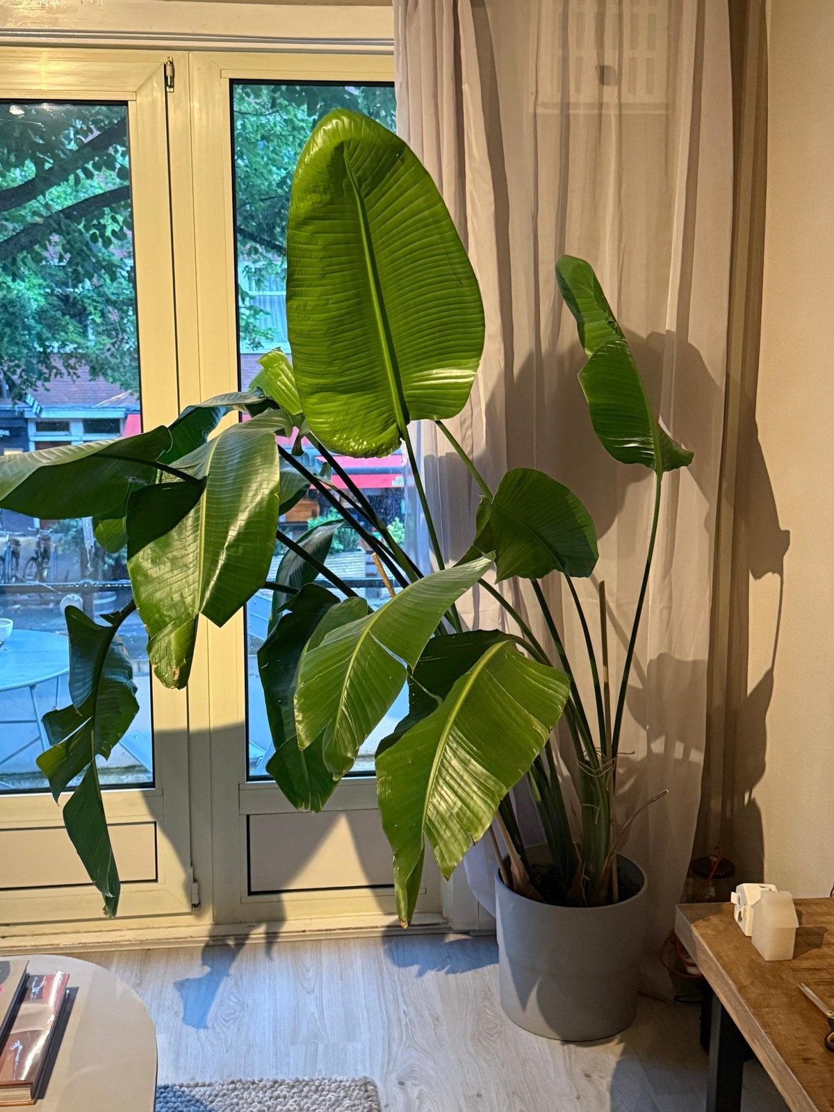 Grote Strelitzia plant met pot, ruim 2 meter hoog, Ophalen, 200 cm of meer, Overige soorten, In pot