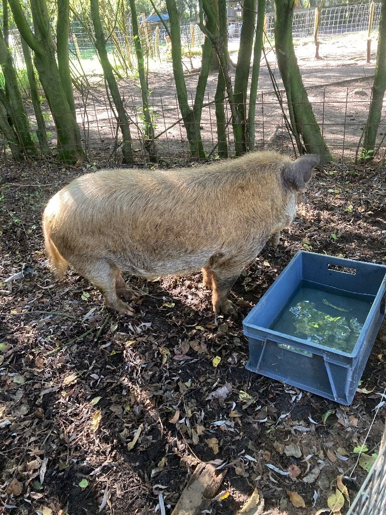 Kune Kune Dekbeer, Dieren en Toebehoren, Mannelijk, Varken, 3 tot 5 jaar