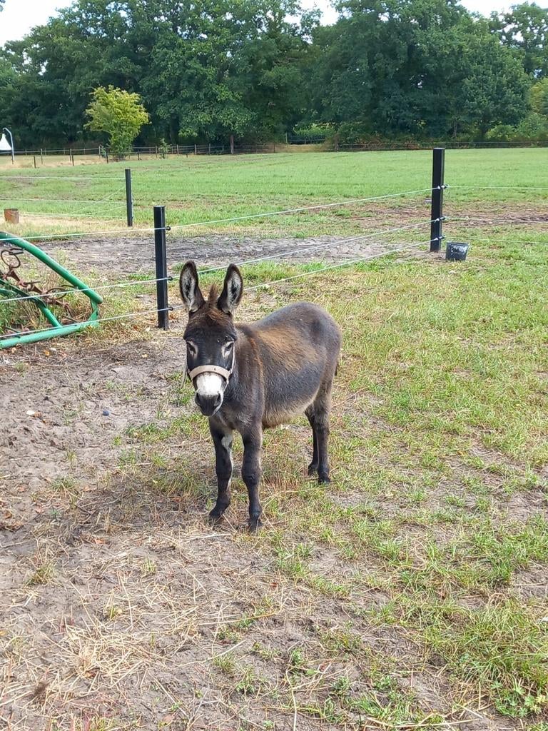 Ter dekking mini ezel, Dieren en Toebehoren, Overige Dieren, April, Mannelijk