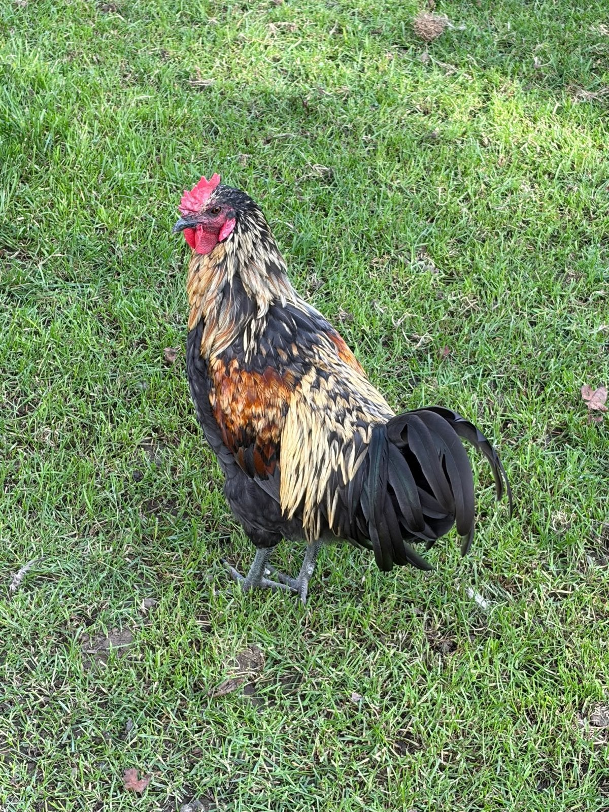 Jonge haan, Dieren en Toebehoren