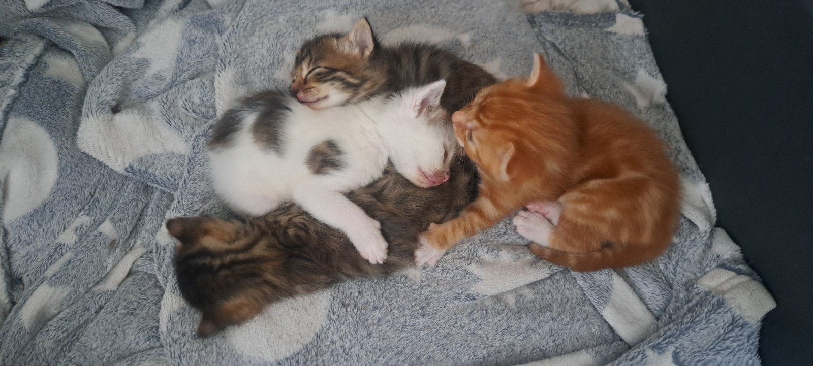 Kittens tekoop geboren 13 mei, Dieren en Toebehoren