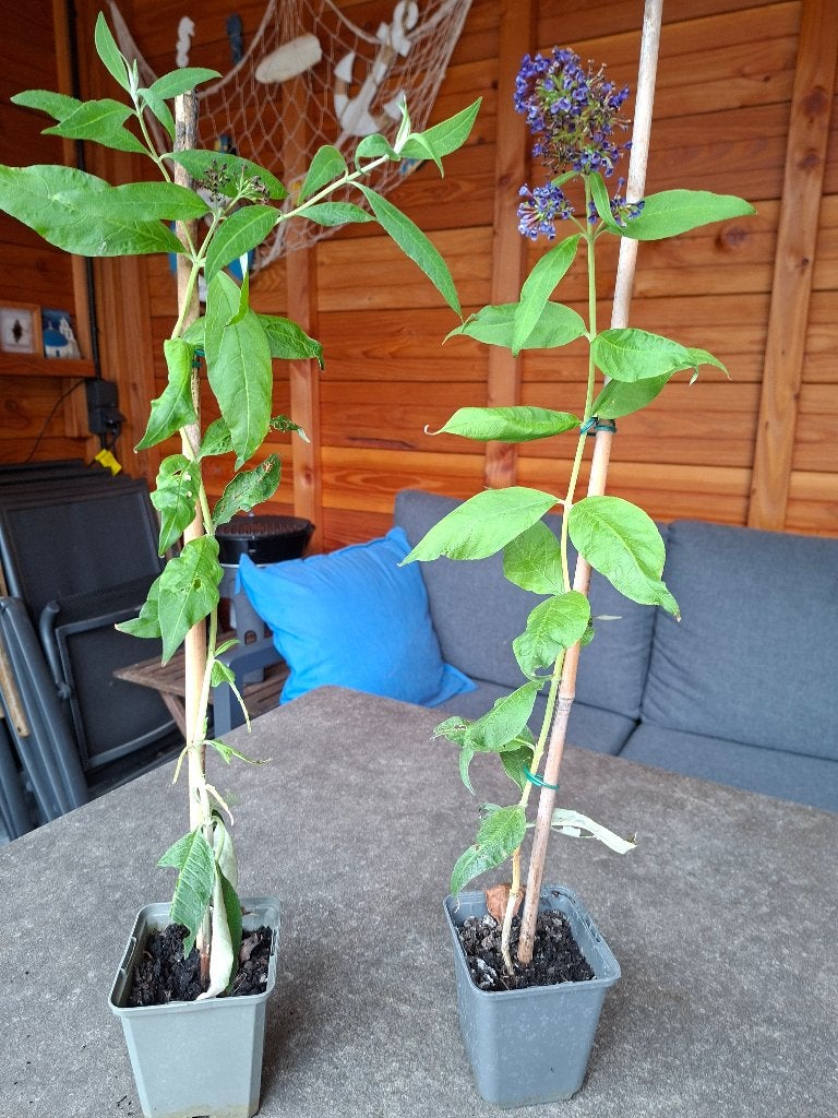 Stekken donkerpaarse vlinderstruik (buddleja), Tuin en Terras, Planten | Tuinplanten, Volle zon, Vaste plant, Zomer, Ophalen