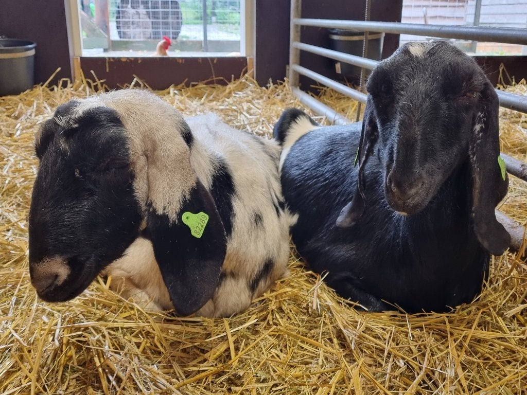 Lieve nubische oudere geiten zoeken forever home, Dieren en Toebehoren, Vrouwelijk, Geit, 6 jaar of ouder