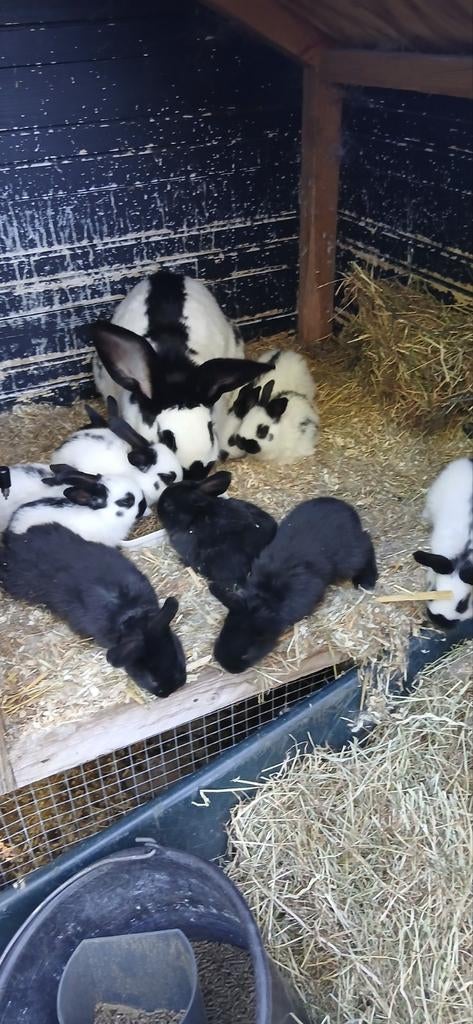 Jonge lotharingers te koop, Dieren en Toebehoren, Konijnen, Meerdere dieren, Groot, 0 tot 2 jaar