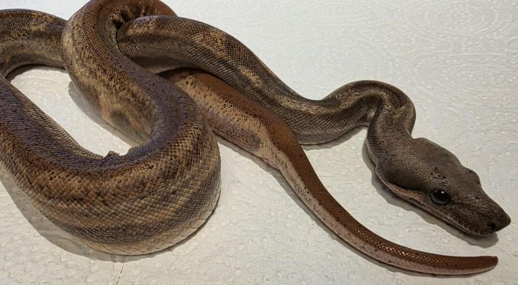 boa motley 66% VPI 66% leopard, Slang, 0 tot 2 jaar