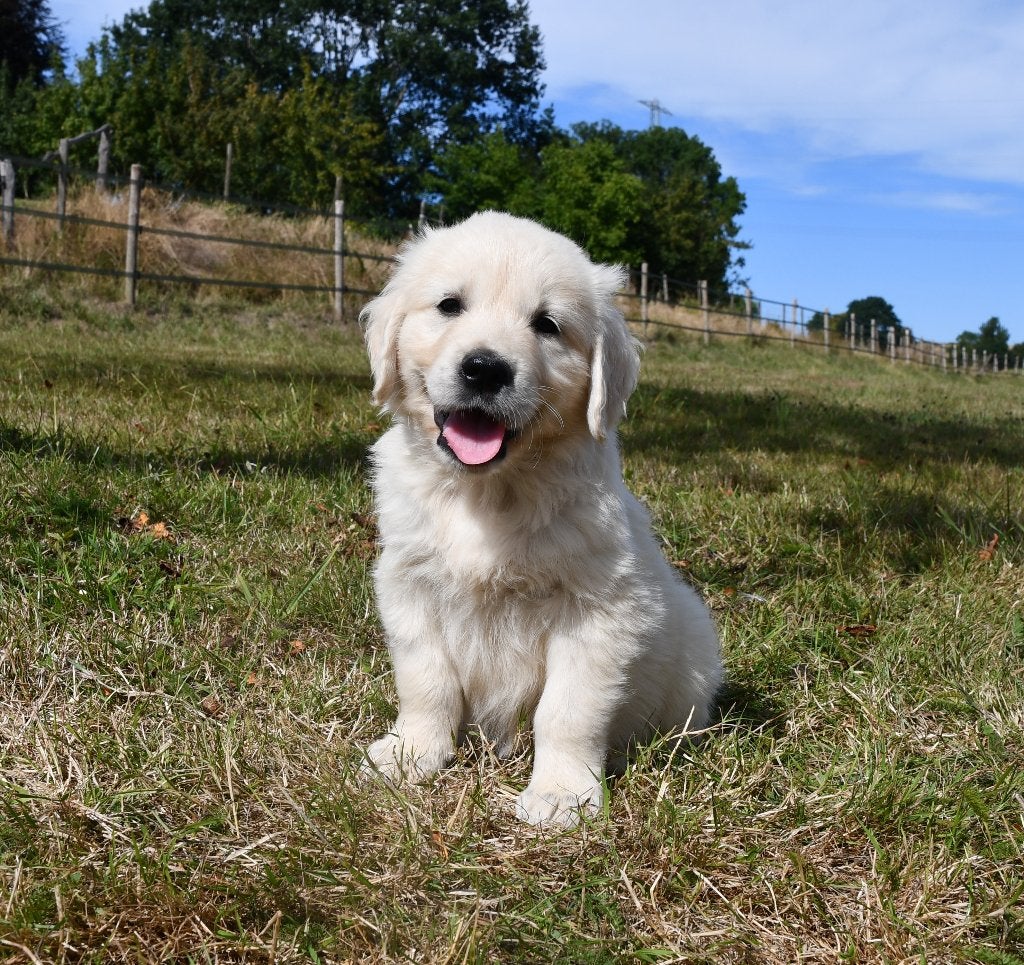 Super mooie witte Golden retriever pups met stamboom, Nederland, Reu, 8 tot 15 weken, Meerdere