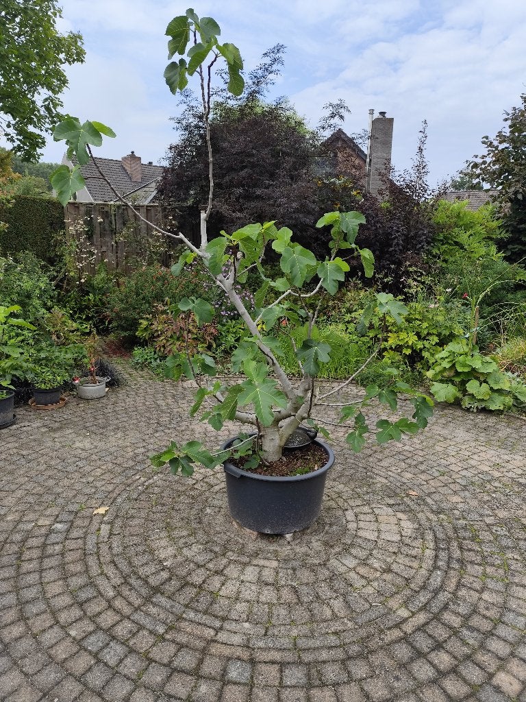 vijgenbomen, Ophalen, Volle zon, In pot, Bloeit niet