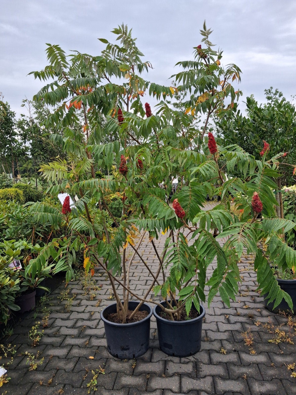 Rhus Typhina (Fluweelboom) - 150cm in pot meerstammig, Tuin en Terras, In pot, Halfschaduw, 100 tot 250 cm, Zomer
