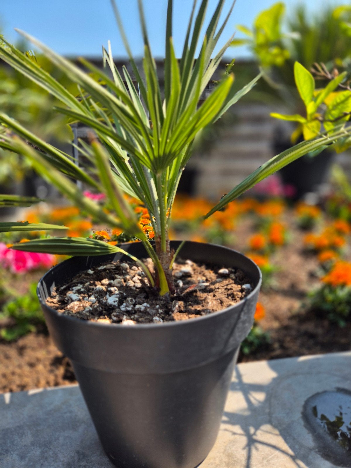 Palmboom Chamaerops Humilis Dwergpalmboom, Ophalen, Overige soorten, Volle zon