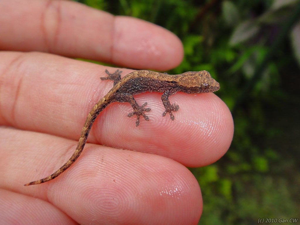 Gevraagd Mourning geckos (Lepidodactylus lugubris), Dieren en Toebehoren, Overige soorten, 0 tot 2 jaar