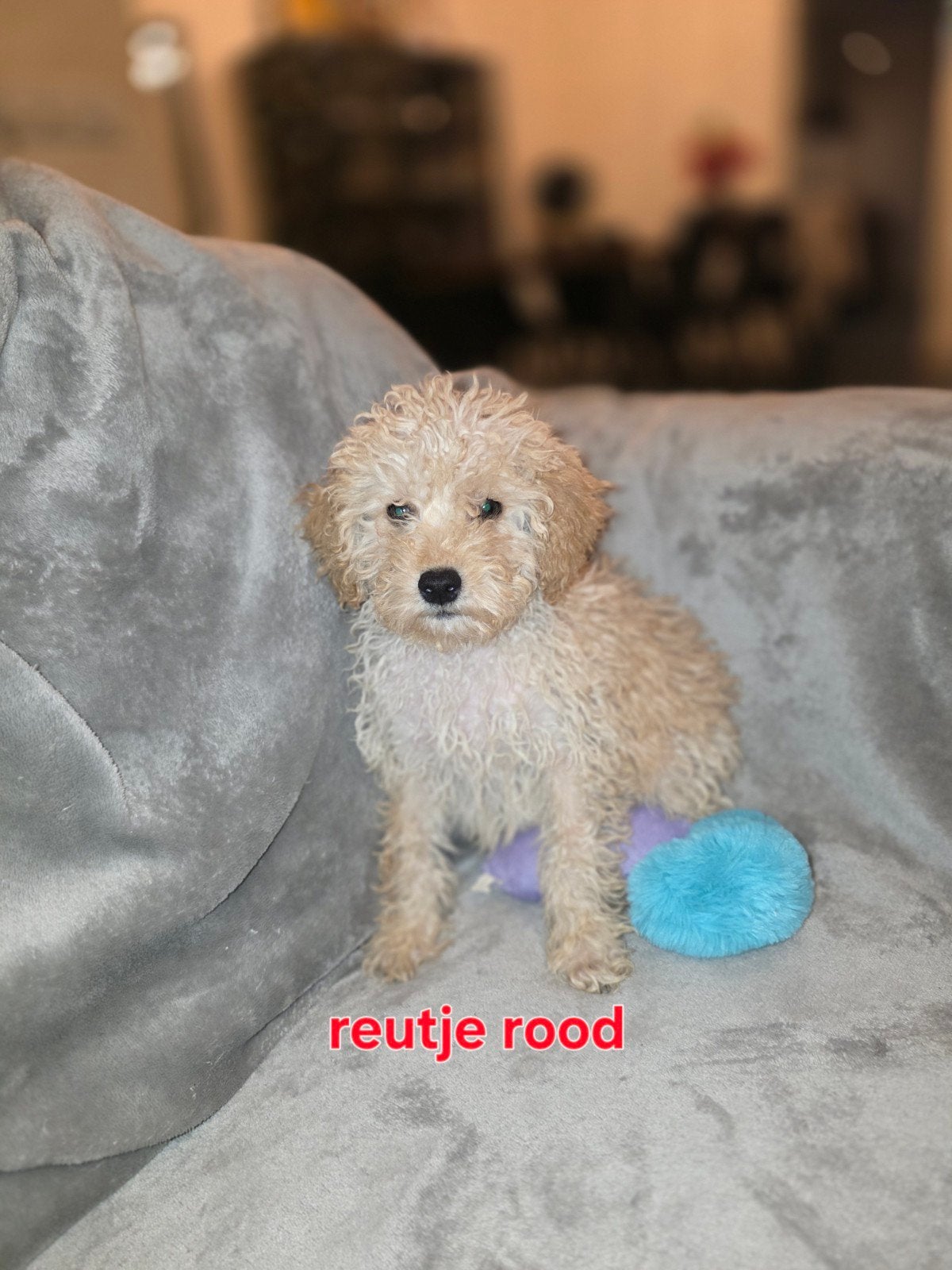 Leuke maltipoo pups 7 weken oud, Dieren en Toebehoren, 8 tot 15 weken, Meerdere, Meerdere dieren, Klein