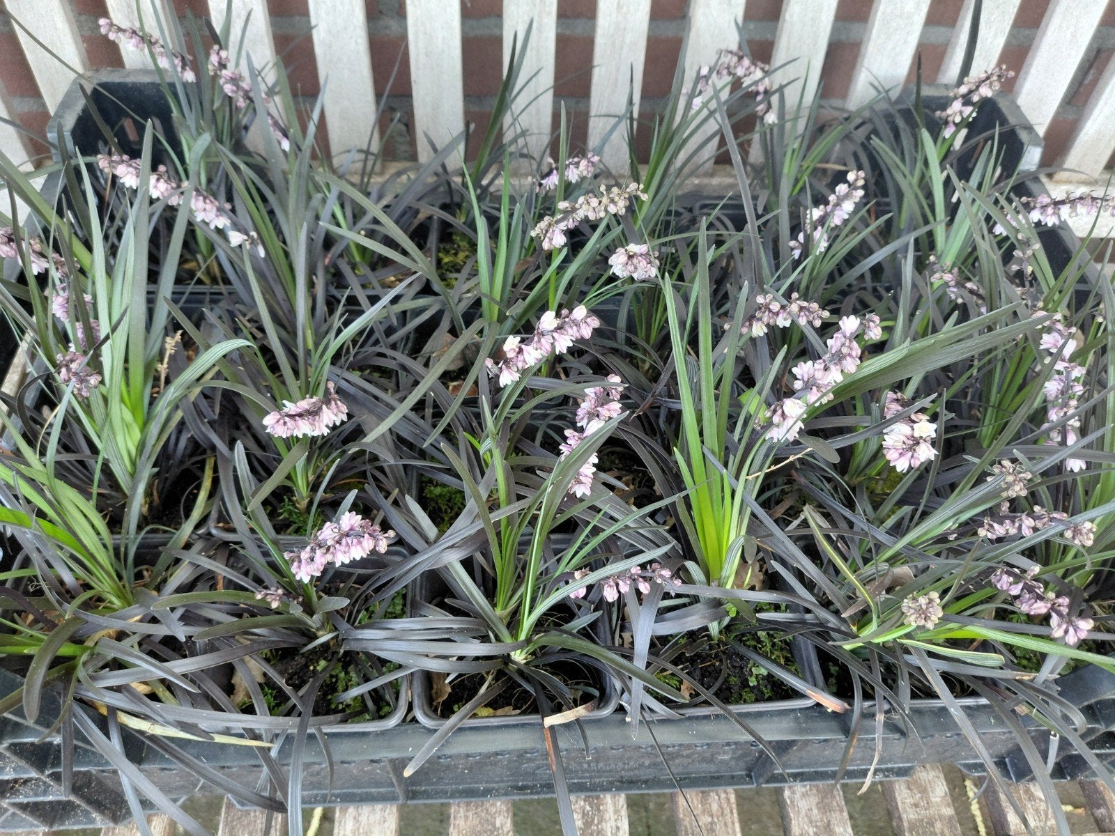 Ophiopogon, Ophalen, Overige soorten, Volle zon