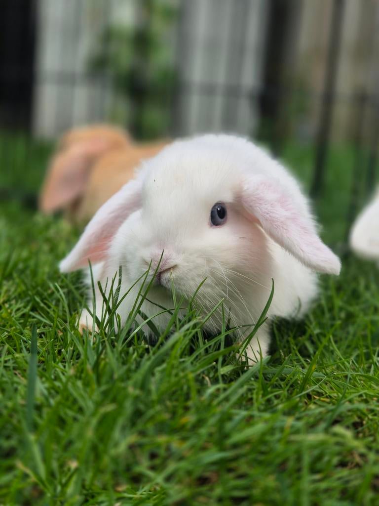 Mini Lop/ Rex hangoordwerg konijntjes gevaccineerd, Dieren en Toebehoren, Konijnen, Meerdere dieren, Klein, Hangoor, 0 tot 2 jaar