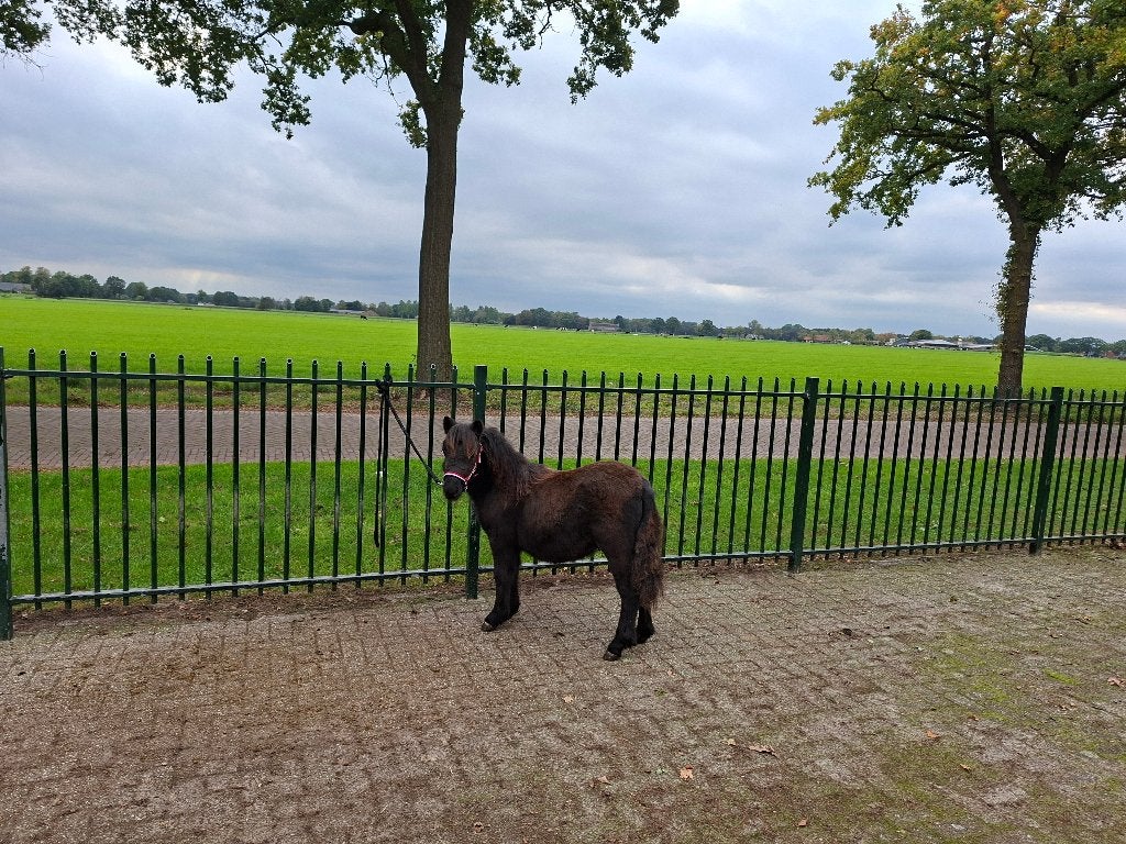 Mini friesje, 0 tot 2 jaar, Hengst, A pony (tot 1.17m), Gechipt