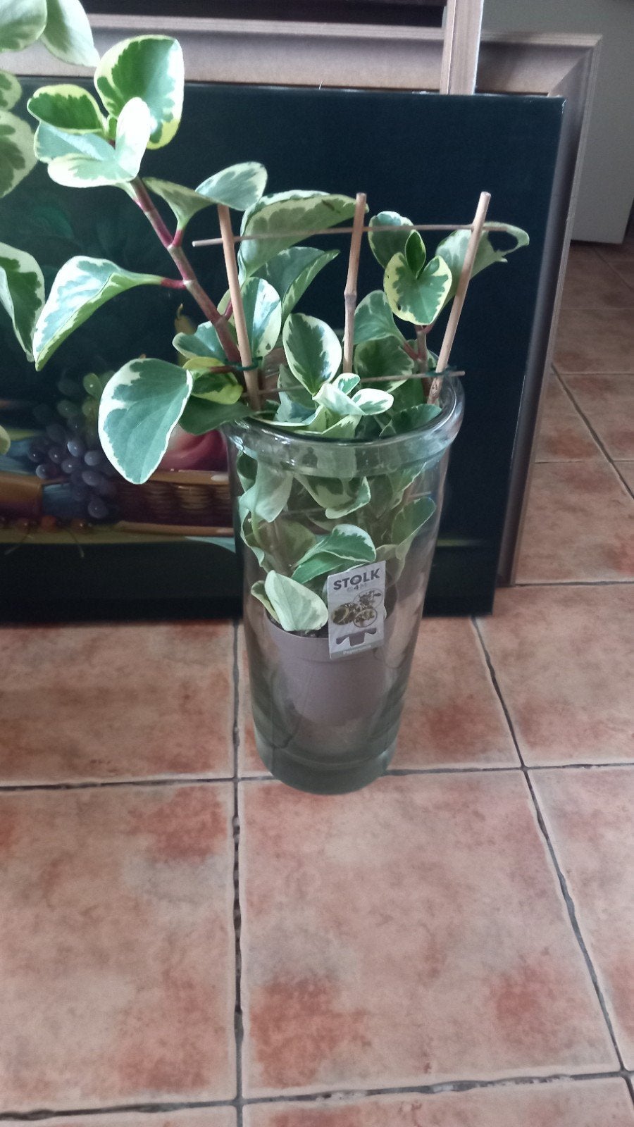 Mooie Peperomia Obtusifolia Variegata in pot, Overige soorten, In pot, Minder dan 100 cm, Groene kamerplant