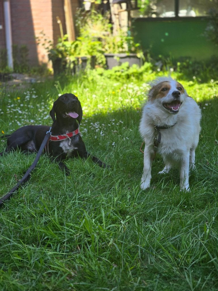 Dobermann kruising Weimaraner,, 15 weken tot 1 jaar, Reu, Parvo, Eén hond