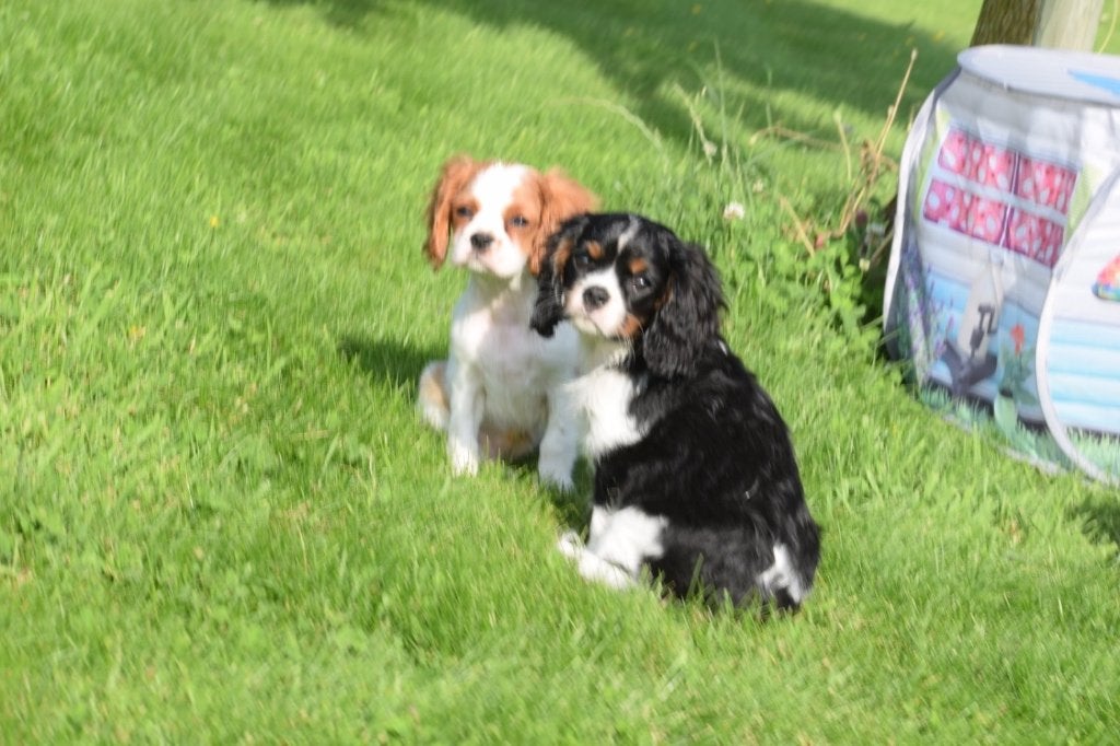 Cavalier King Charles spaniel pup, België, 15 weken tot 1 jaar, Parvo, Meerdere