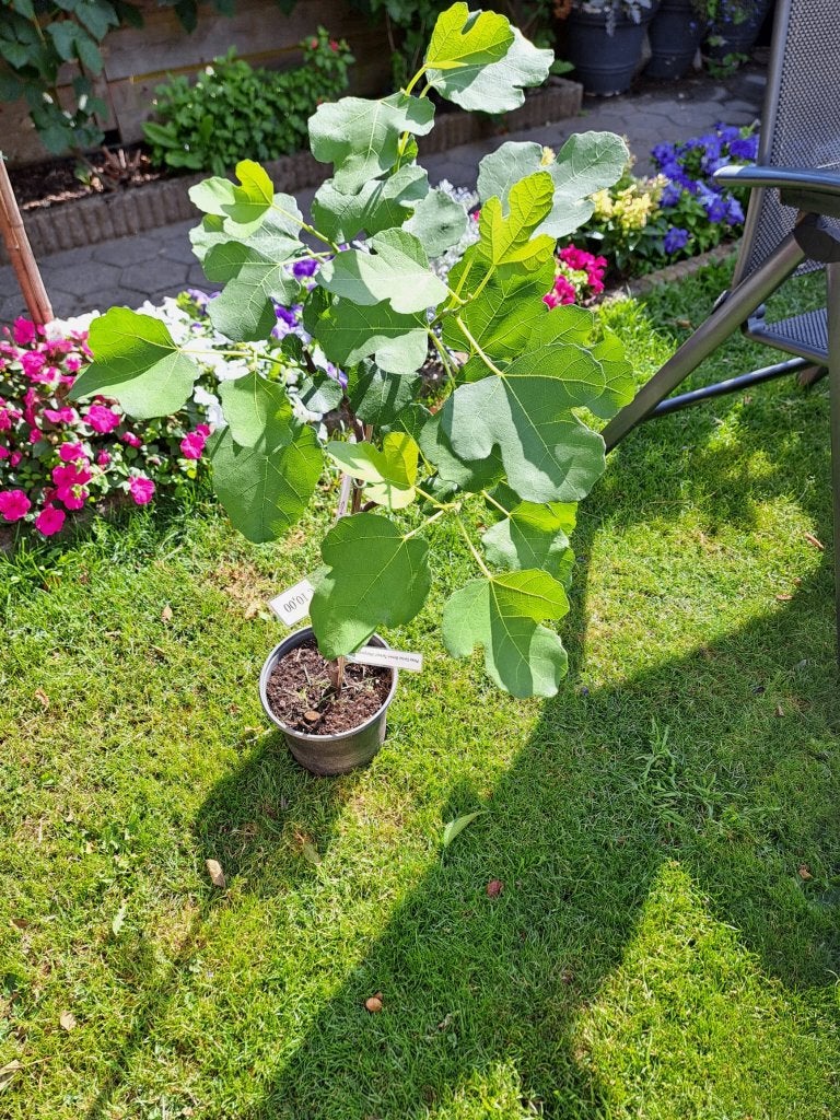 Vijgenboom Brown Turkey 65 cm (2), Tuin en Terras, Volle zon, Vaste plant, Zomer, Ophalen