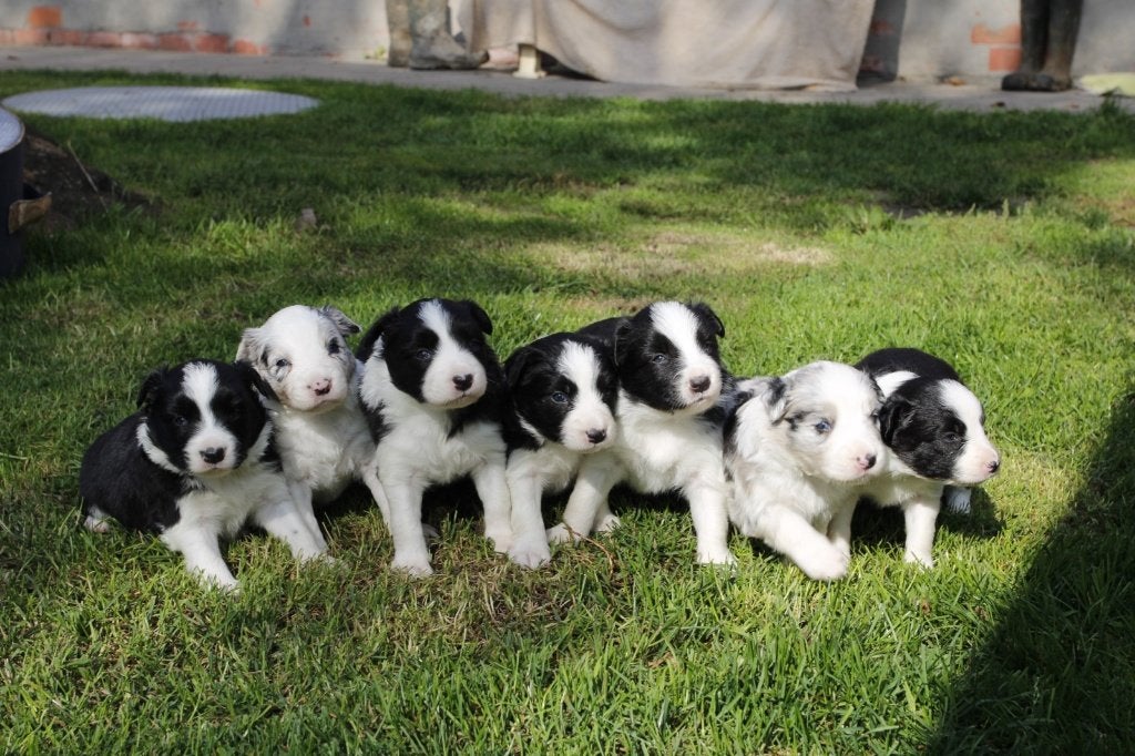 Border Collie pups, België, Particulier, 8 tot 15 weken, Collie
