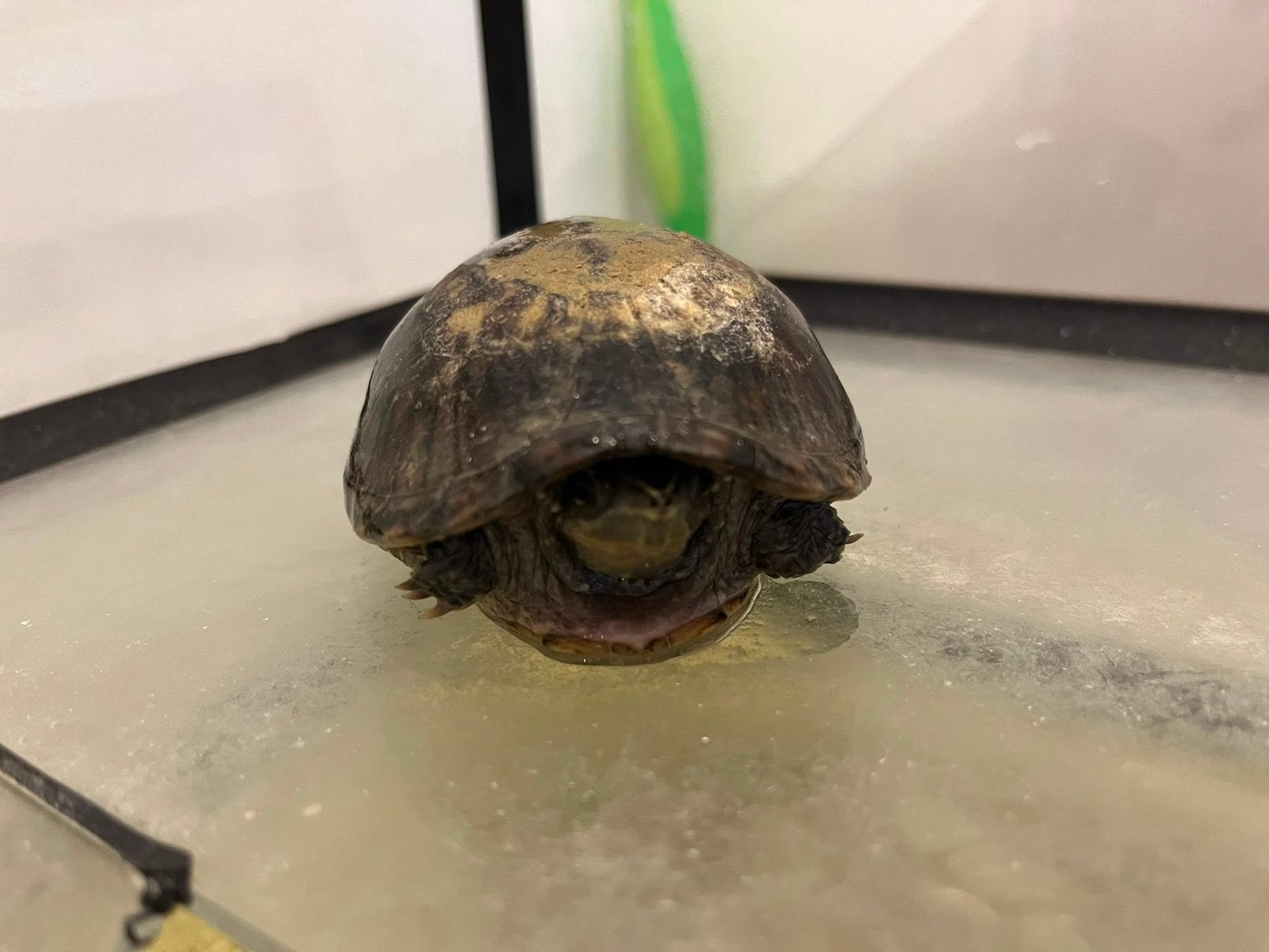Muskus schildpad 10 jaar oud, Dieren en Toebehoren, Schildpad, Met terrarium, 7 tot 10 jaar