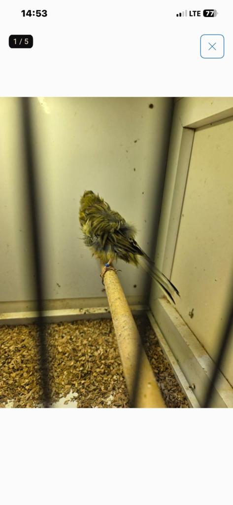 Parisa friers kanarie koppel  2025, Meerdere dieren, Postuurkanarie