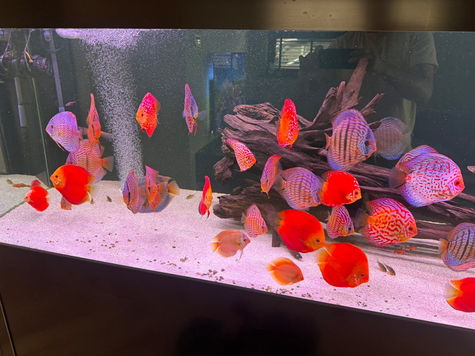 Discus vissen. Discusvissen, Dieren en Toebehoren, Vis