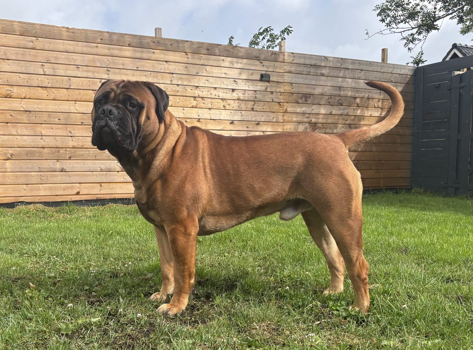 Bullmastiff Dekreu, Parvo, Reu, 1 tot 2 jaar, Bulldog