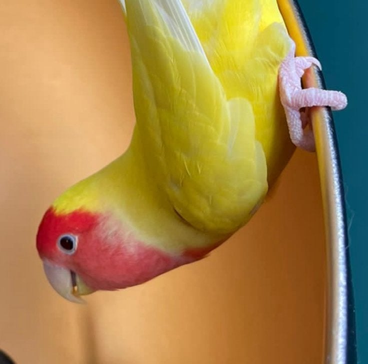 * GEZOCHT* agapornis *man!*, Dieren en Toebehoren, Mannelijk, Dwergpapegaai of Agapornis, Tam