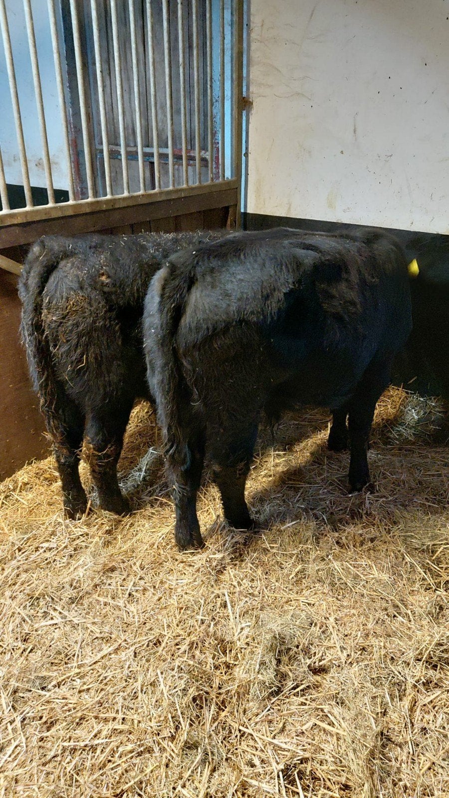 2Black Angus Stieren, Dieren en Toebehoren, Mannelijk, 0 tot 2 jaar