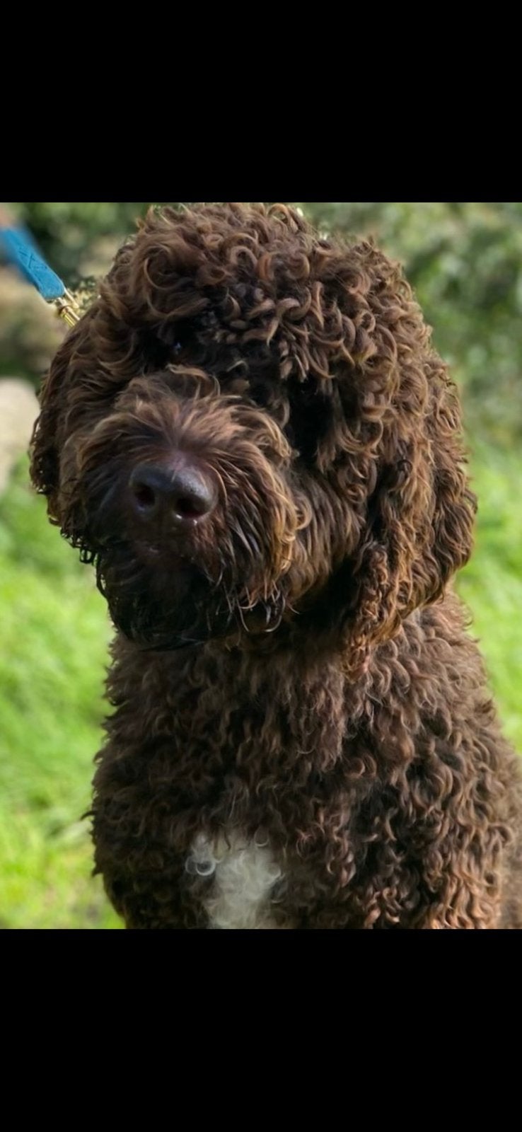 Australian labradoodles verwacht!, Overige rassen, CDV (hondenziekte), 8 tot 15 weken, Meerdere
