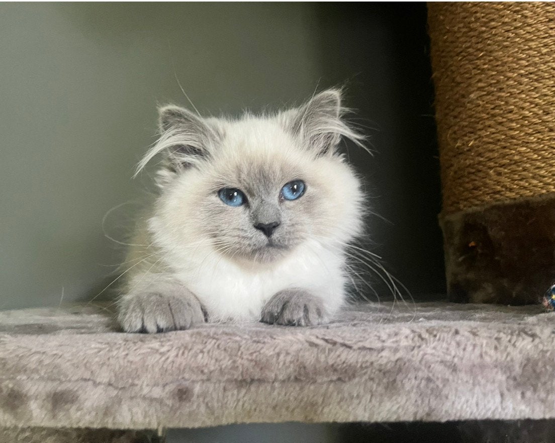Prachtige raszuivere Siberische kittens met stamboom, Meerdere dieren, Ontwormd