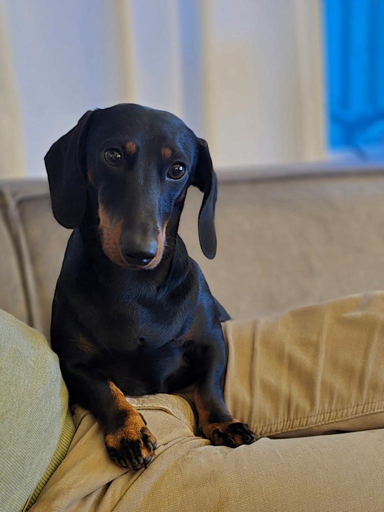 Staat ter dekking mooie dwerg teckel black and tan, Particulier, Reu, 1 tot 2 jaar, Buitenland