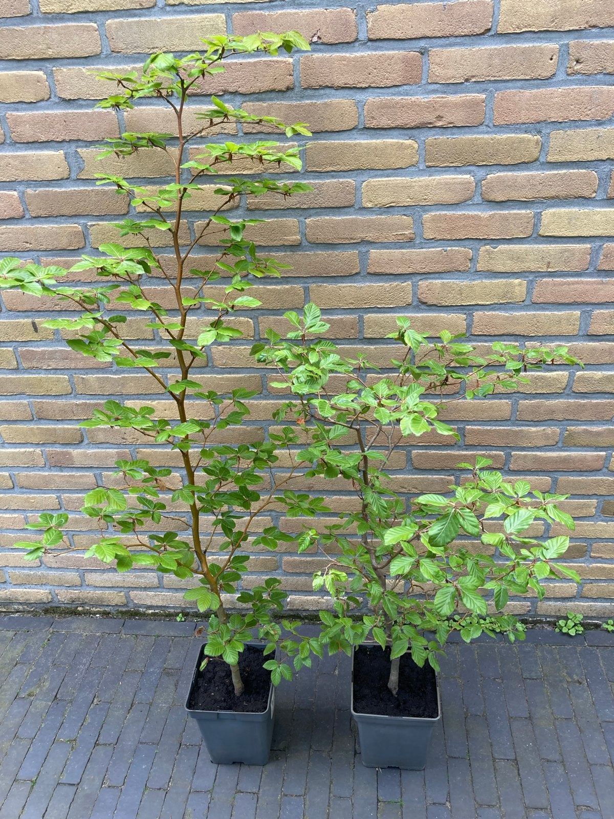 Groene beuk voor Beukenhaag Fagus sylvatica in pot, Ophalen, Beukenhaag, Haag, 100 tot 250 cm