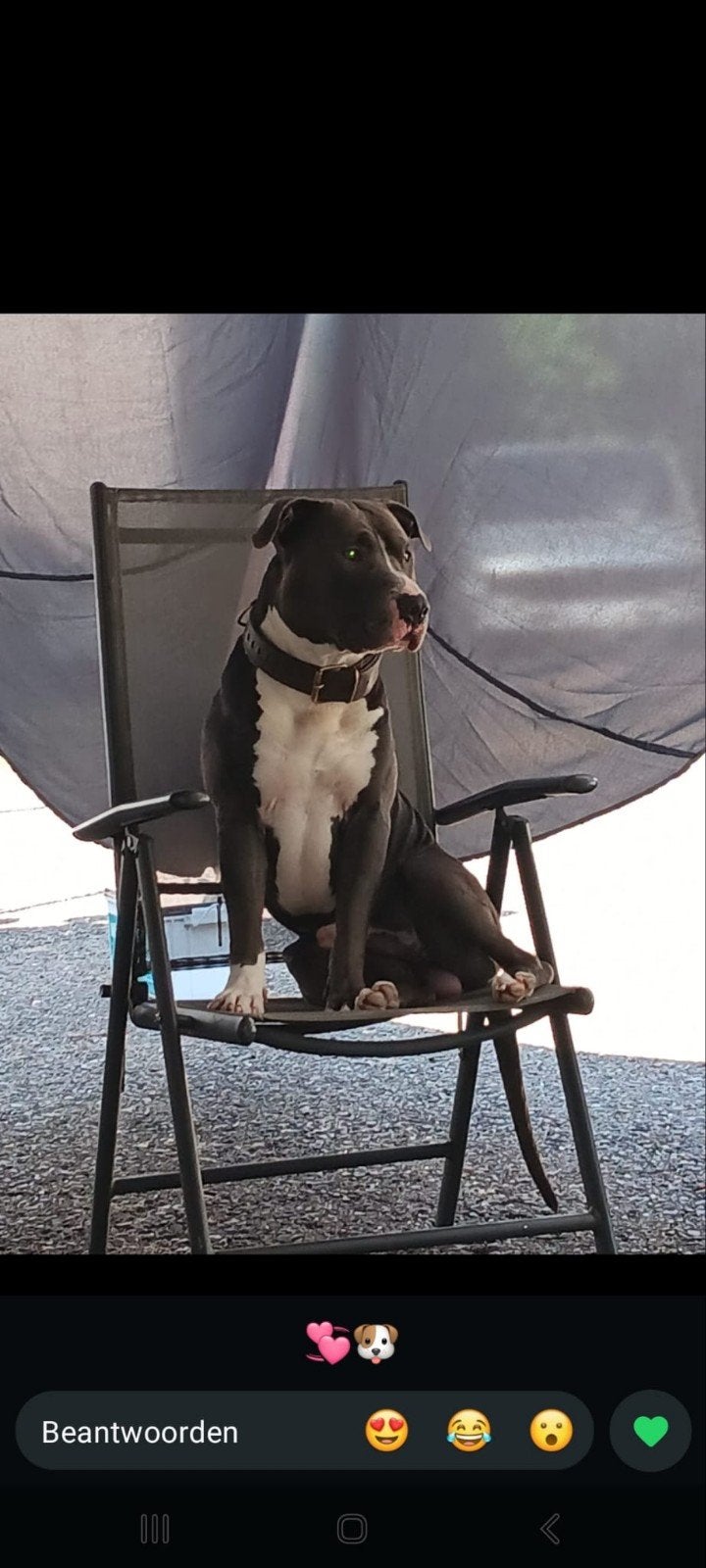 Amerikaanse stafford, Reu, 1 tot 2 jaar, Eén hond, Nederland