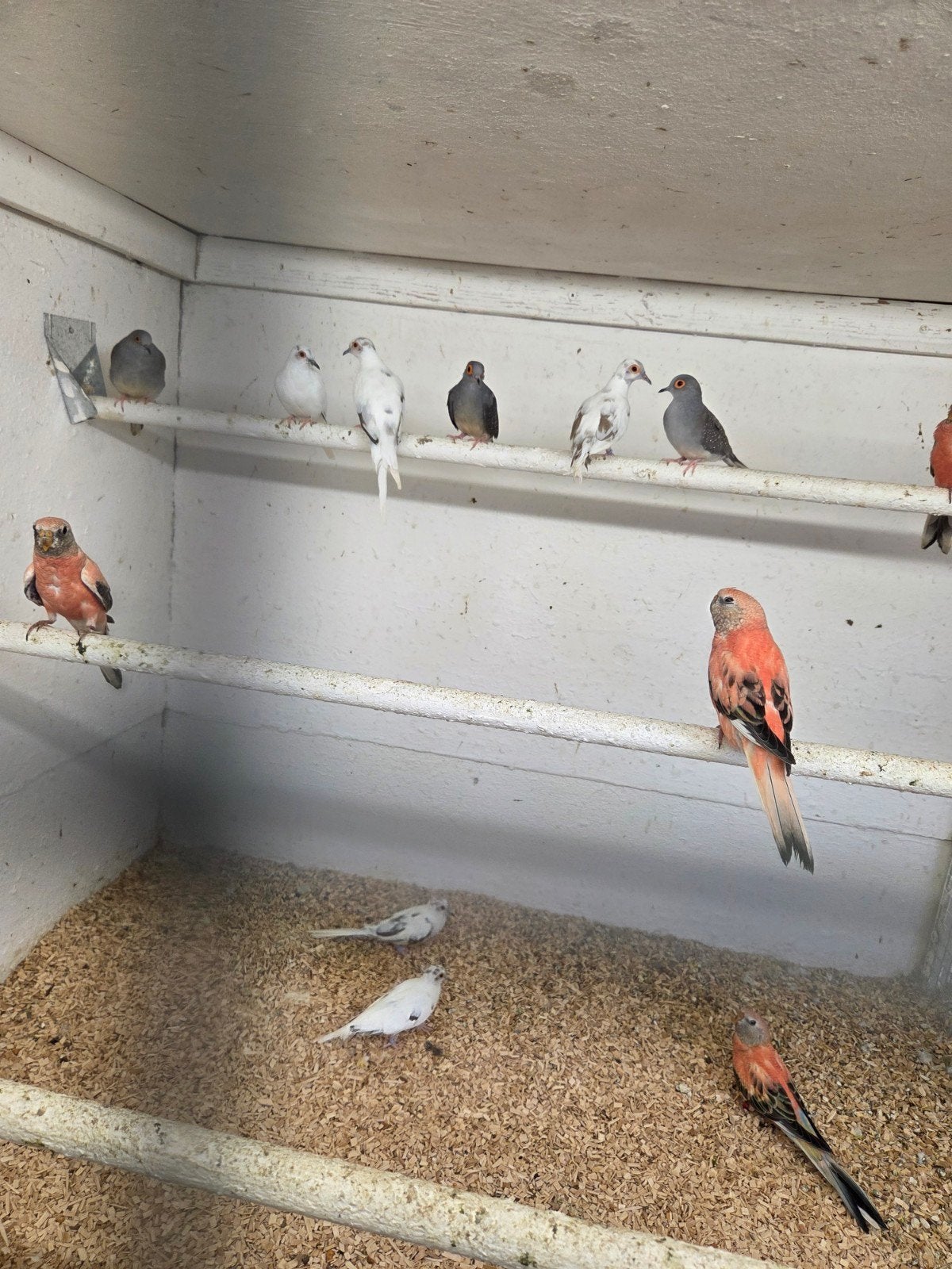 Bijna witte diamant duiven, Dieren en Toebehoren, Vogels | Overige Vogels, Meerdere dieren
