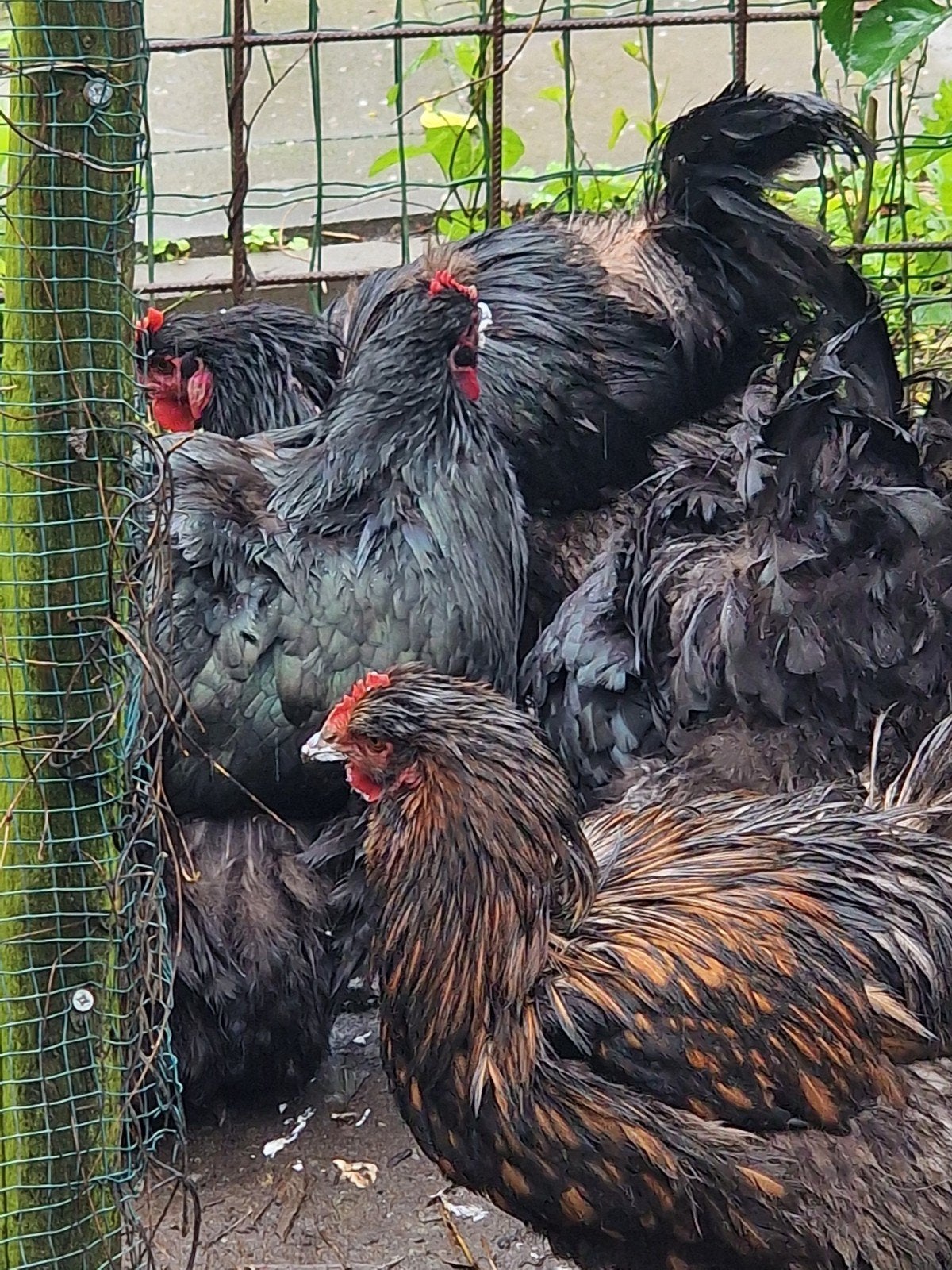 Orpington groothoen kuikens 13 april geboren, Dieren en Toebehoren, Vrouwelijk, Kip