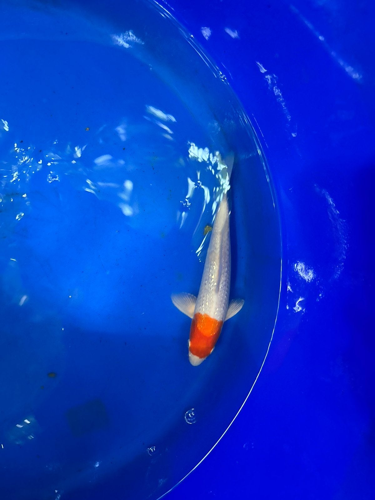 Ginrin maruthen kohaku koikarper koi vis vissen karper, Karper of Koi