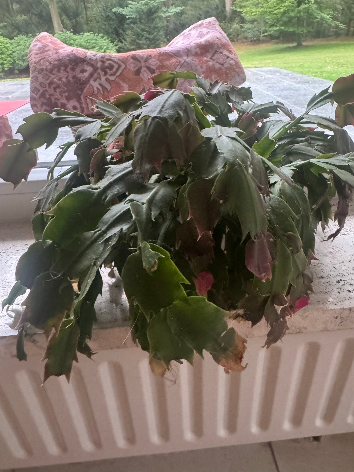 Kerstcactus (Schlumbergera) - kamerplant, Vaste plant, Halfschaduw, Winter, Ophalen