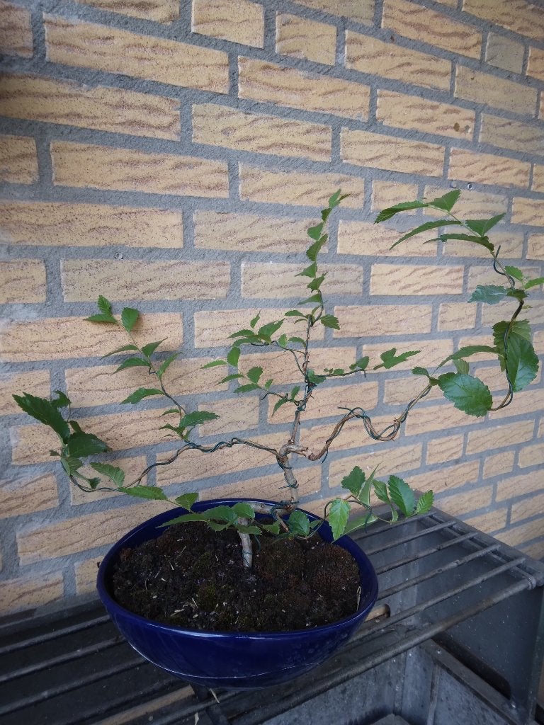 Bonsai, Bloeit niet, Overige soorten, Minder dan 100 cm, Ophalen