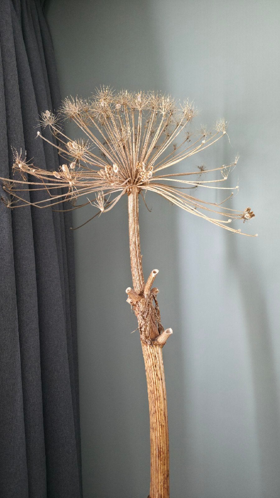 Decoratieve Berenklauw - 200 cm, Ophalen