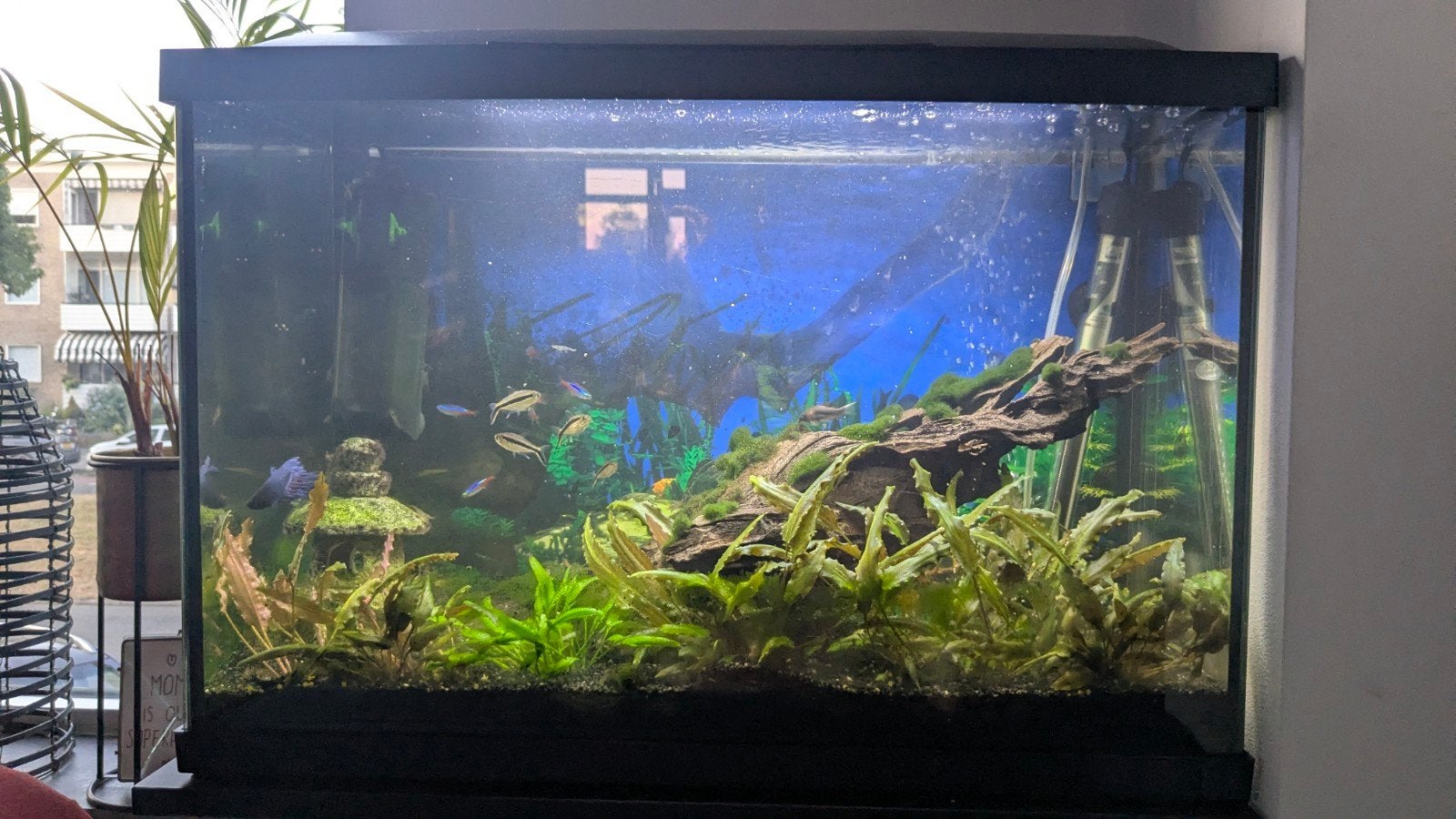 Compleet aquarium 70 liter 60x30x40, Dieren en Toebehoren, Ophalen, Inclusief vissen, Gebruikt, Gevuld zoetwateraquarium