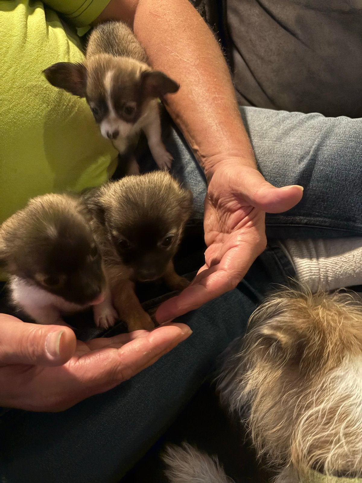 Chihuahua 3 teefjes 1 reutje blijfen heel klein, Dieren en Toebehoren, 8 tot 15 weken, Meerdere dieren, Eén hond, Chihuahua