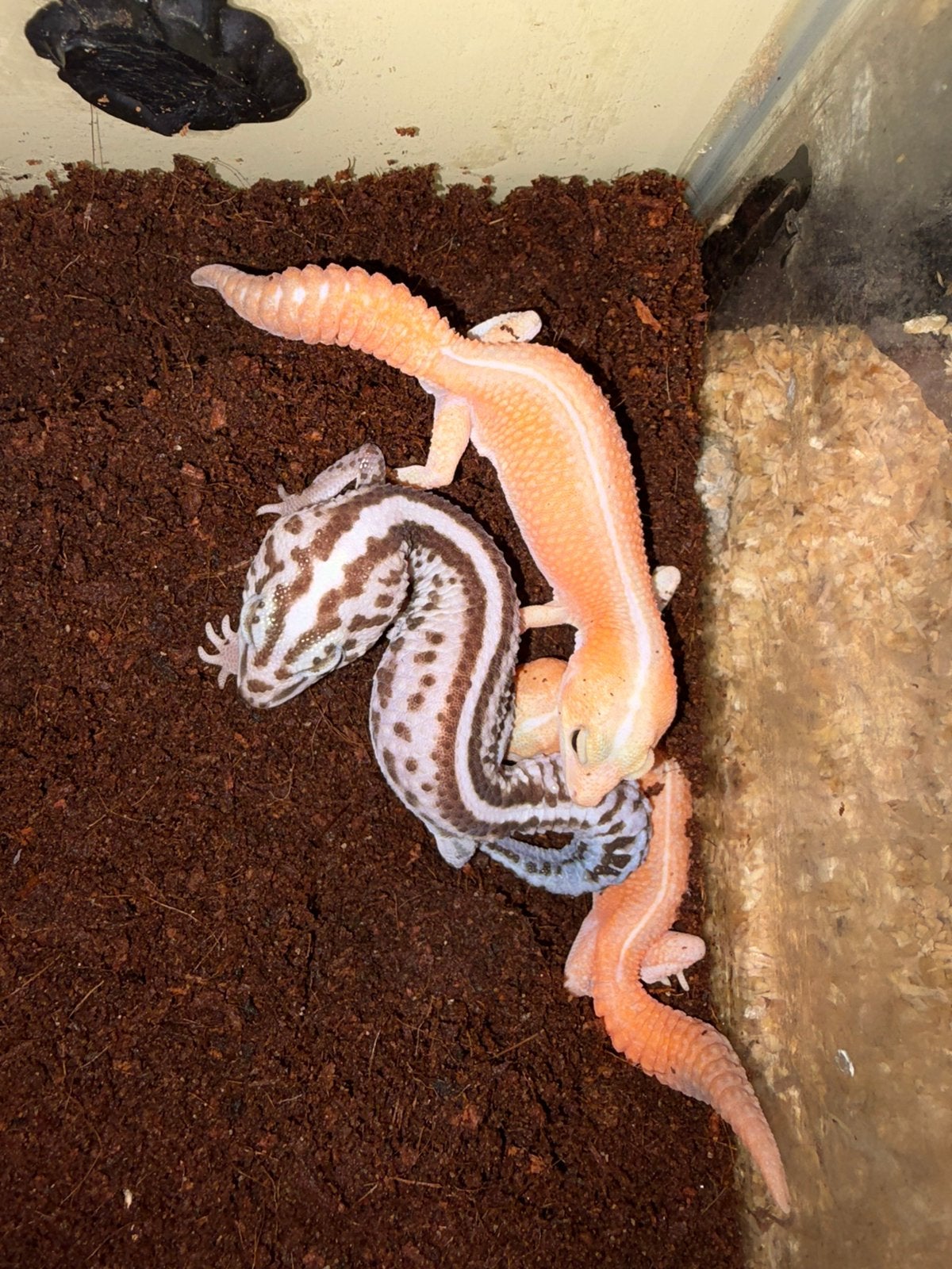 African fattail geckos morphs en luipaardgekkos morphs, 0 tot 2 jaar