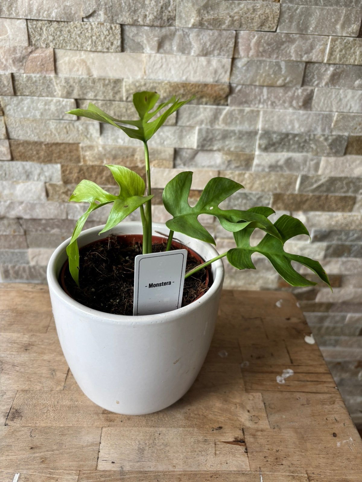 Monstera minima in pot, Huis en Inrichting, Kamerplanten, Overige soorten, In pot, Minder dan 100 cm, Groene kamerplant