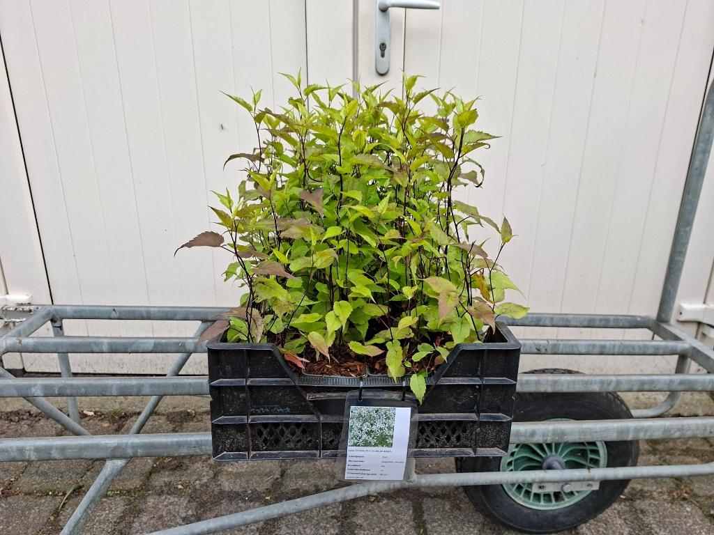 Mooie Aster Divaricatus (Sneeuwster aster) in pot!, Tuin en Terras, Planten | Tuinplanten, Ophalen, Vaste plant, Overige soorten